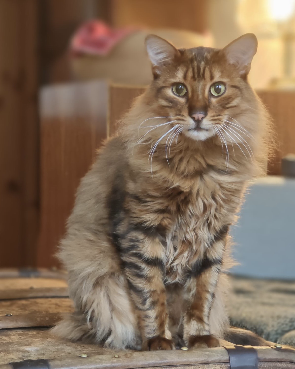 rudi